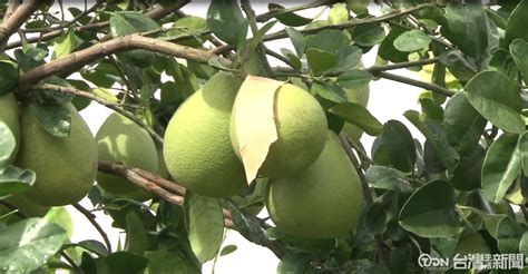 文旦樹剪枝影響花開|麻豆文旦栽培管理